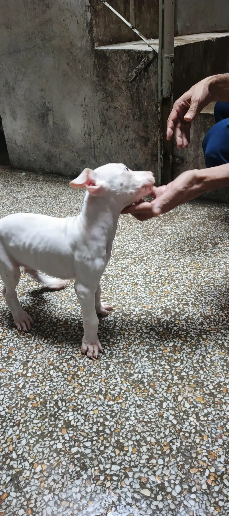 Pure Guhati Female Gultair Puppy — photo 3
