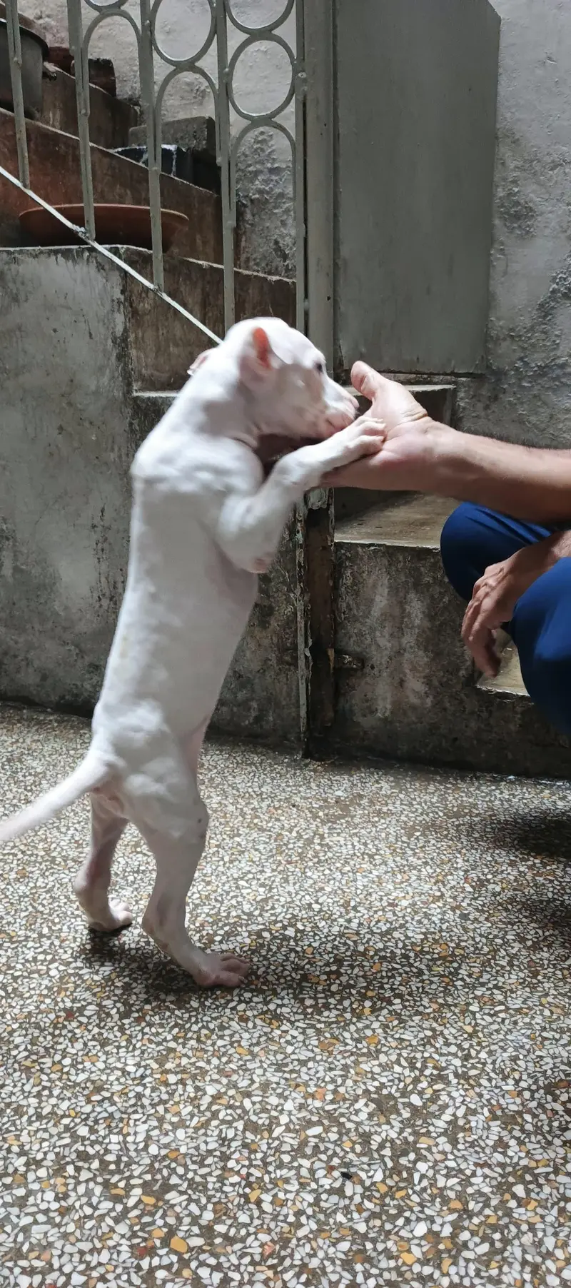 Pure Guhati Female Gultair Puppy — photo 4