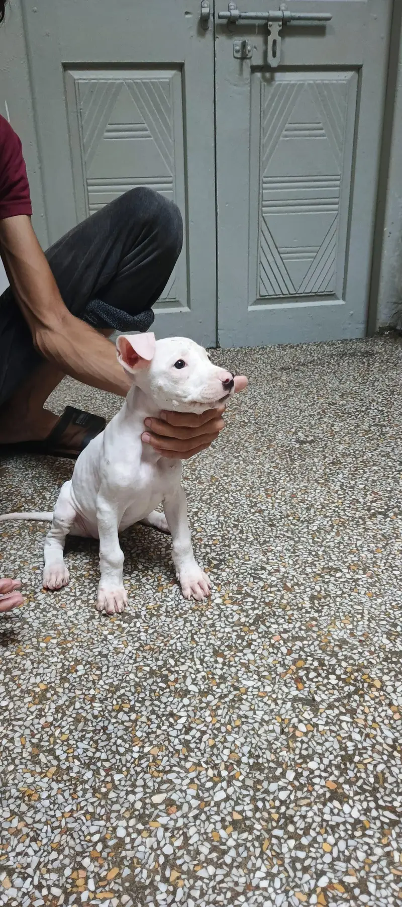 Pure Guhati Female Gultair Puppy — photo 5