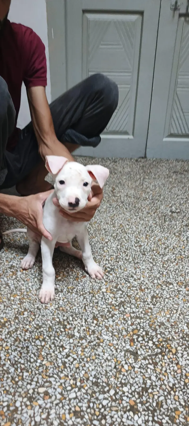 Pure Guhati Female Gultair Puppy — photo 6