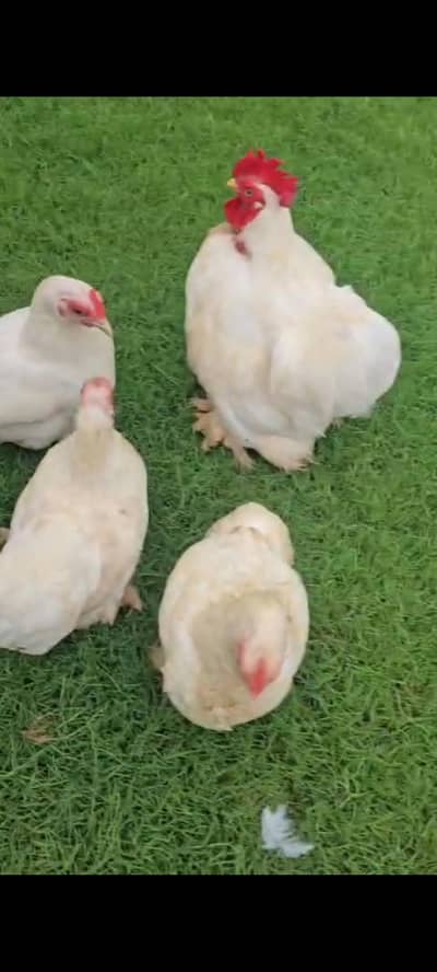 white Buntam fresh breeder pair available