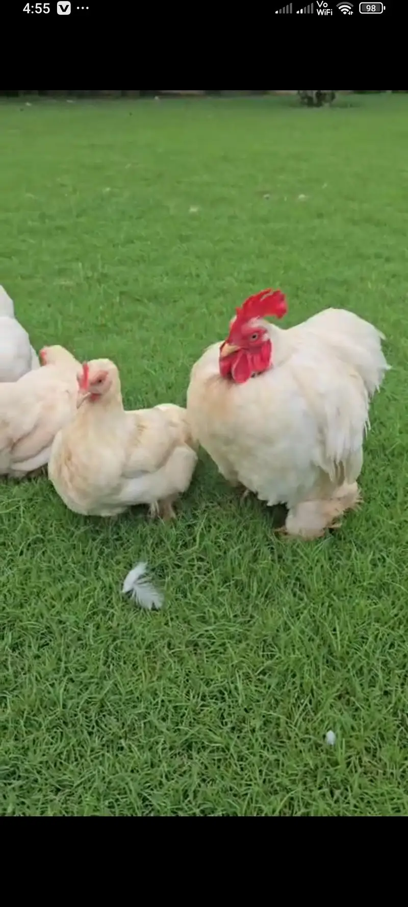 white Buntam fresh breeder pair available — photo 2