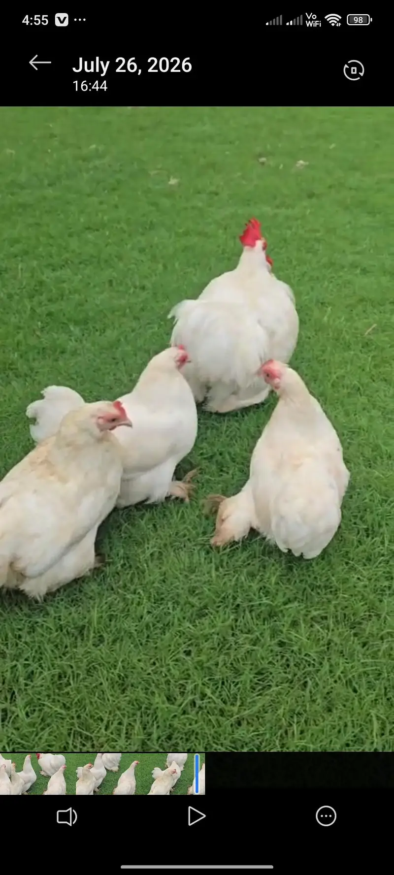 white Buntam fresh breeder pair available — photo 3