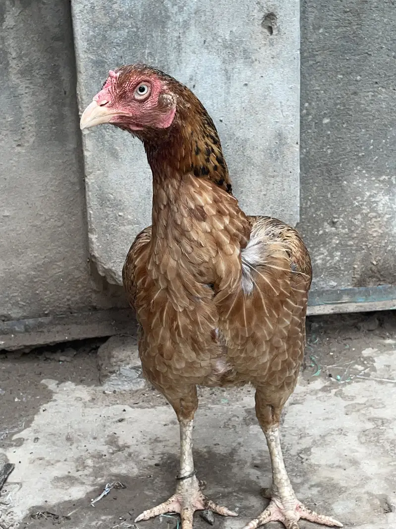 Aseel mianwali — photo 2