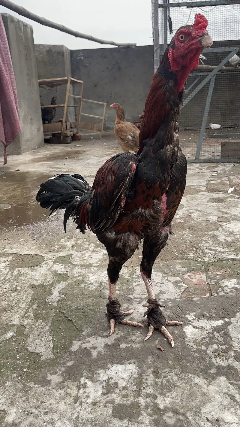Aseel mianwali — photo 3