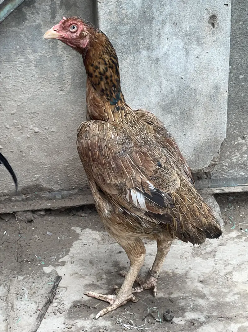 Aseel mianwali — photo 4