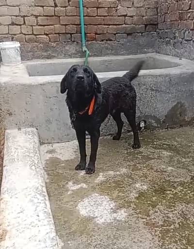 Laibredog For Sale