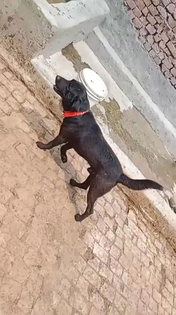 Laibredog For Sale — photo 3