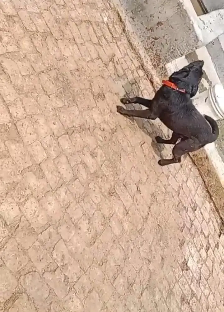 Laibredog For Sale — photo 4