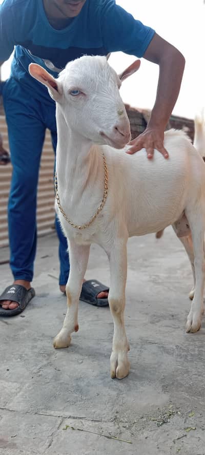 ghulabi tedda heera