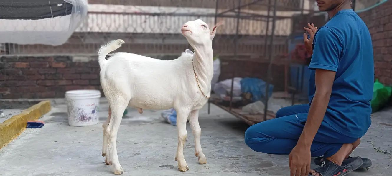 ghulabi tedda heera — photo 2