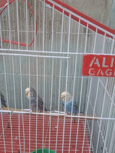 budgie sale need money