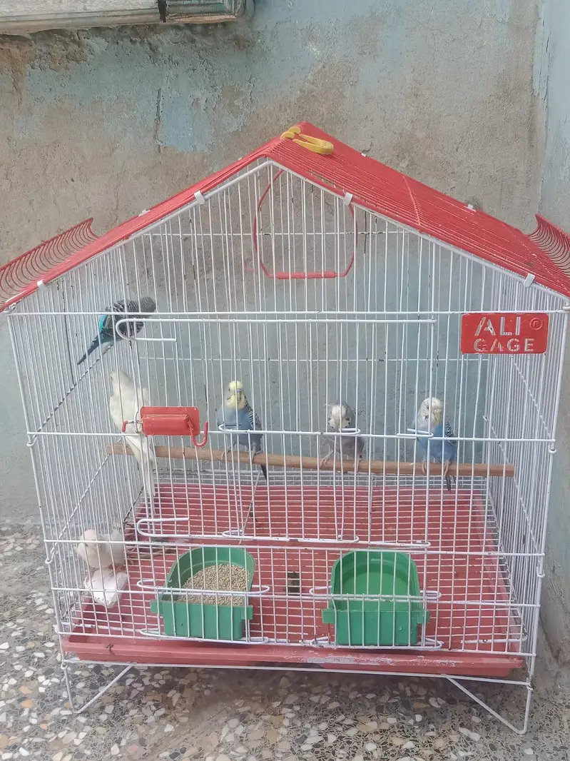 budgie sale need money — photo 2