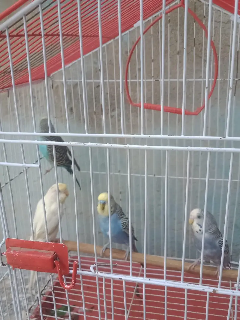 budgie sale need money — photo 3