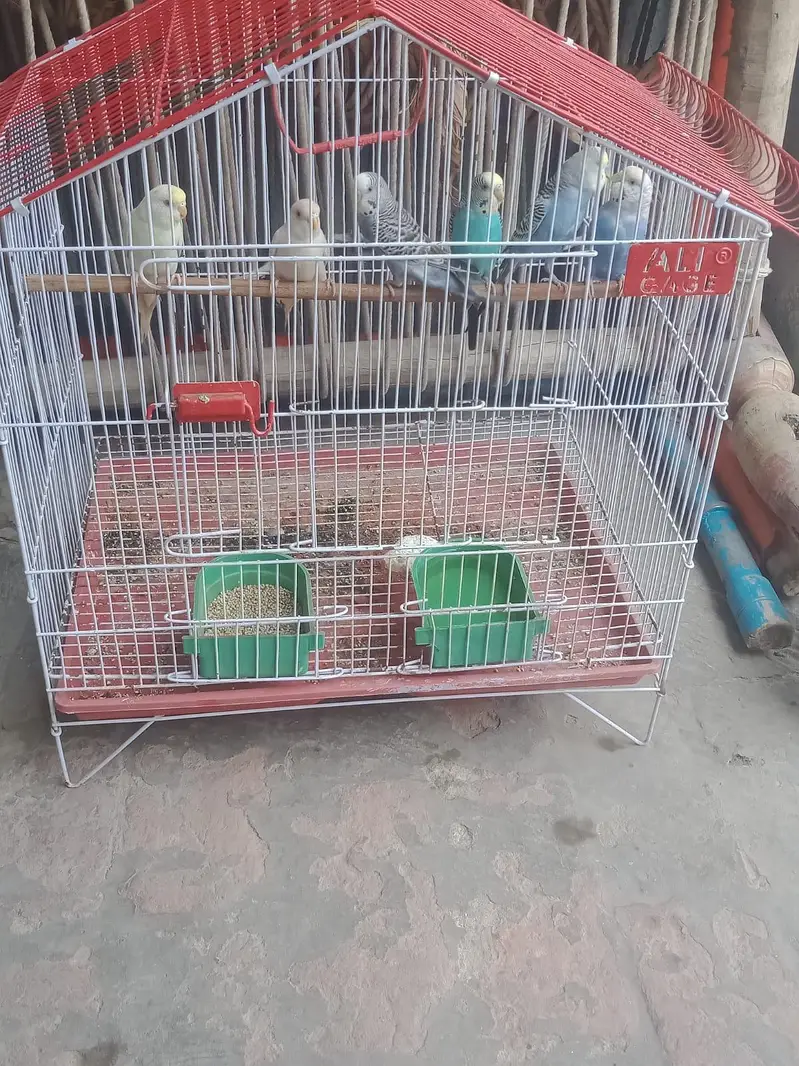 budgie sale need money — photo 4