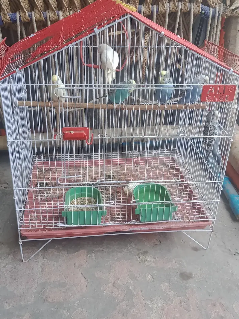 budgie sale need money — photo 5