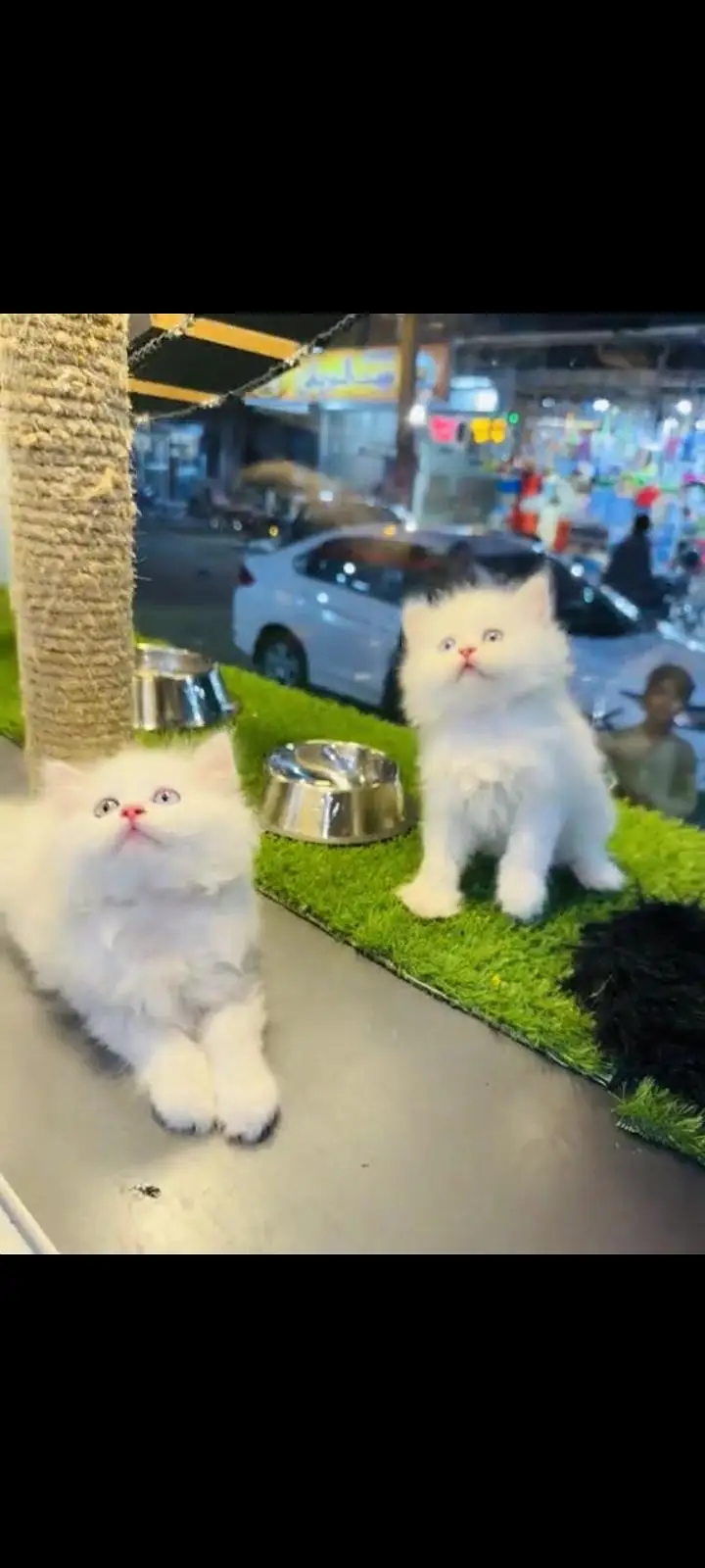 persian cat for sale — photo 2