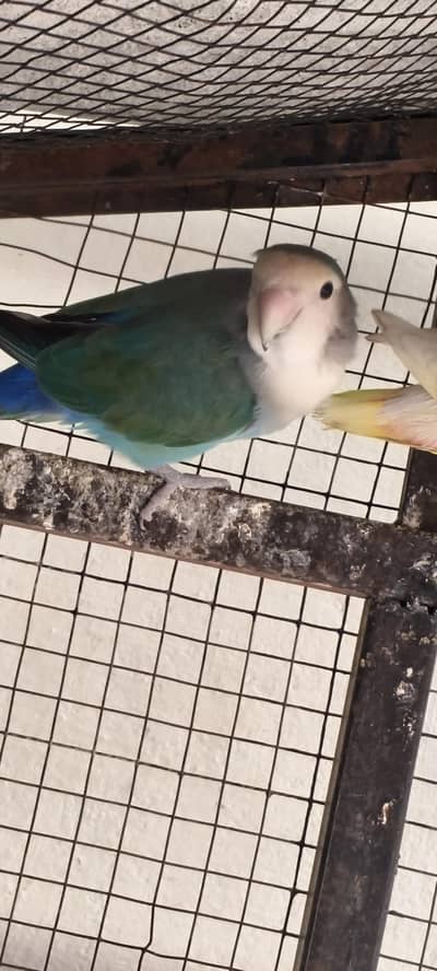 Lutino And green Lovebirds for sale