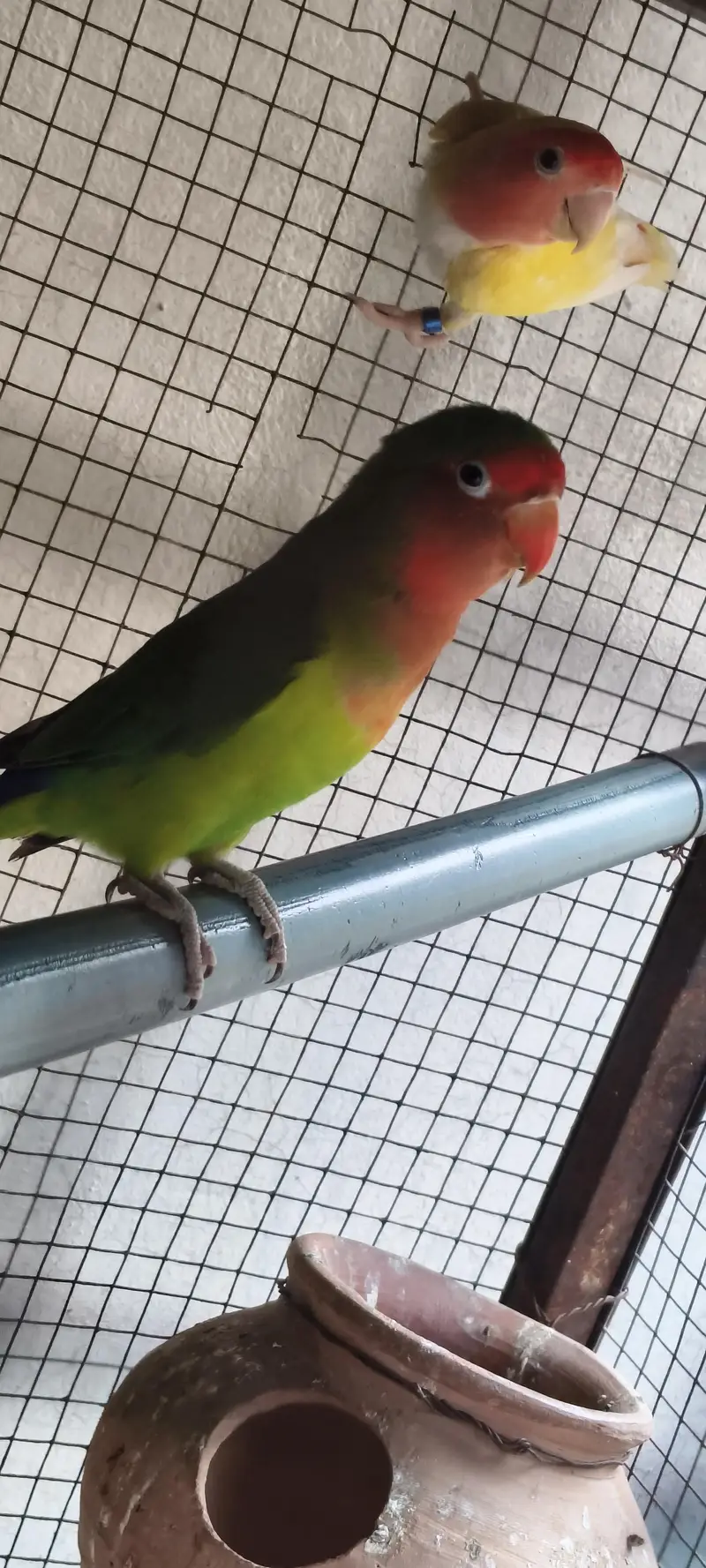 Lutino And green Lovebirds for sale — photo 2