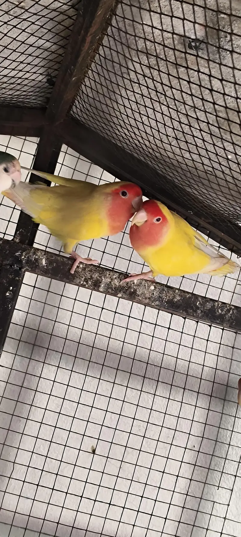 Lutino And green Lovebirds for sale — photo 3