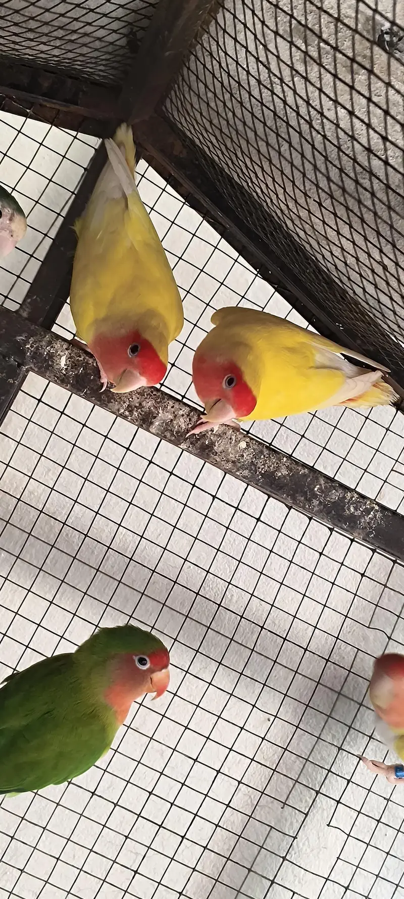 Lutino And green Lovebirds for sale — photo 4