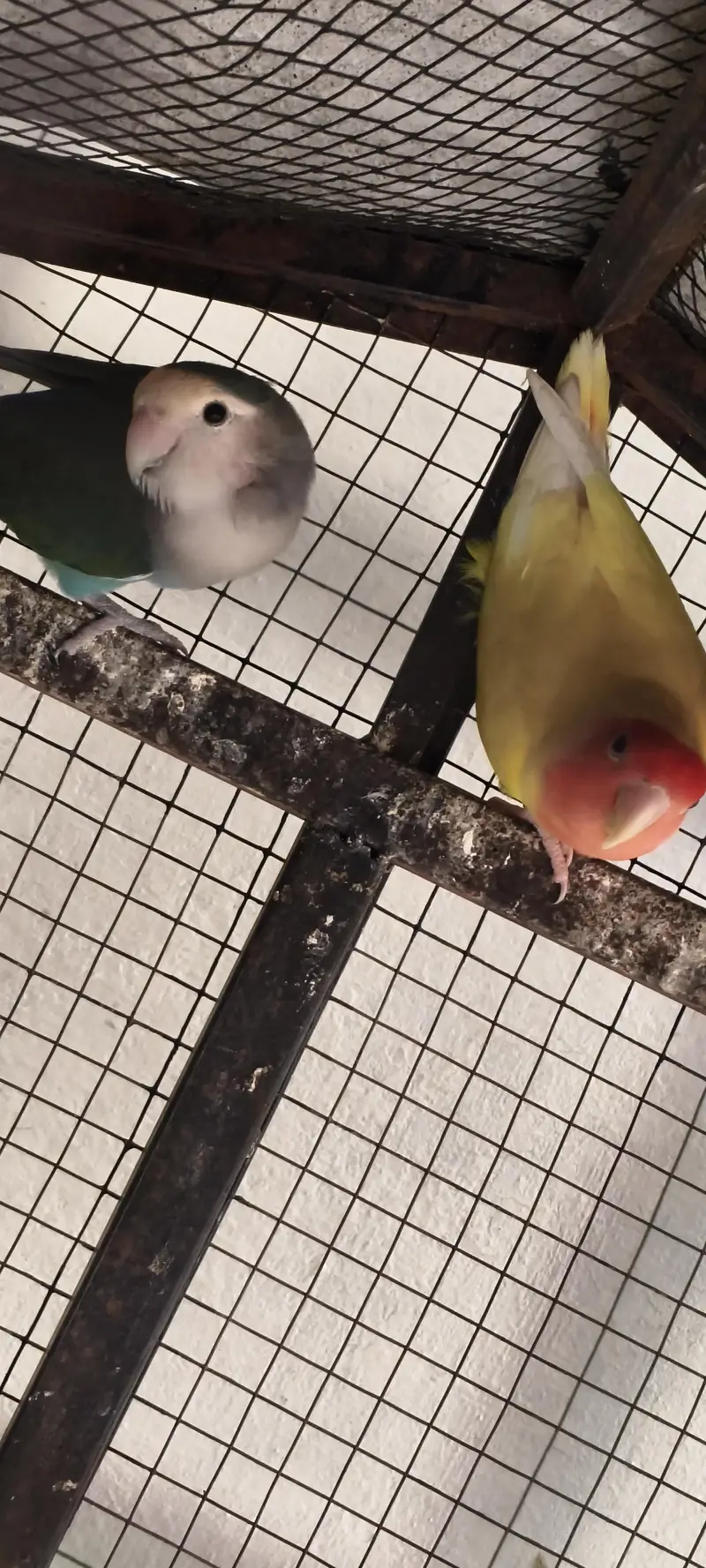 Lutino And green Lovebirds for sale — photo 5