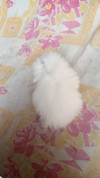 white male and female  persion  cat  available