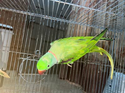 Pair of Alexandrine Parakeet