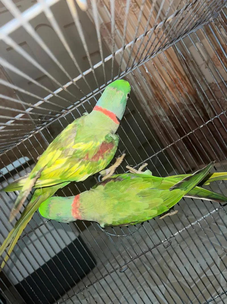 Pair of Alexandrine Parakeet — photo 2