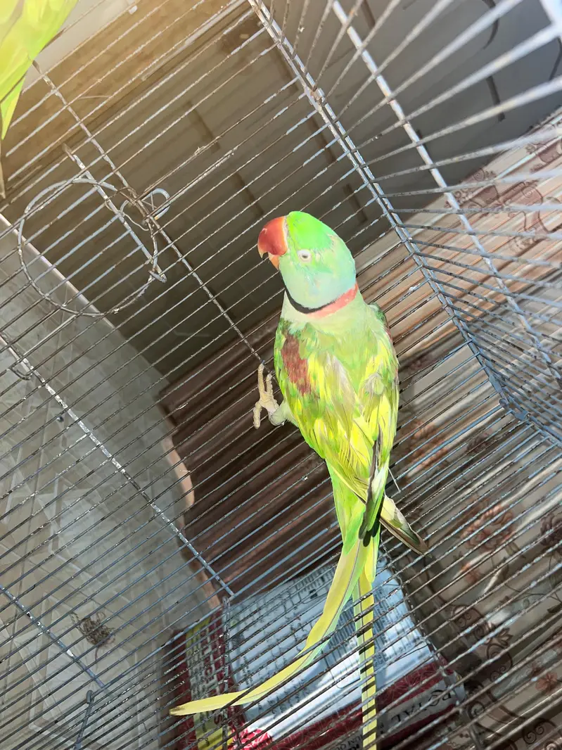 Pair of Alexandrine Parakeet — photo 3