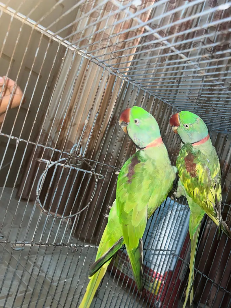 Pair of Alexandrine Parakeet — photo 4