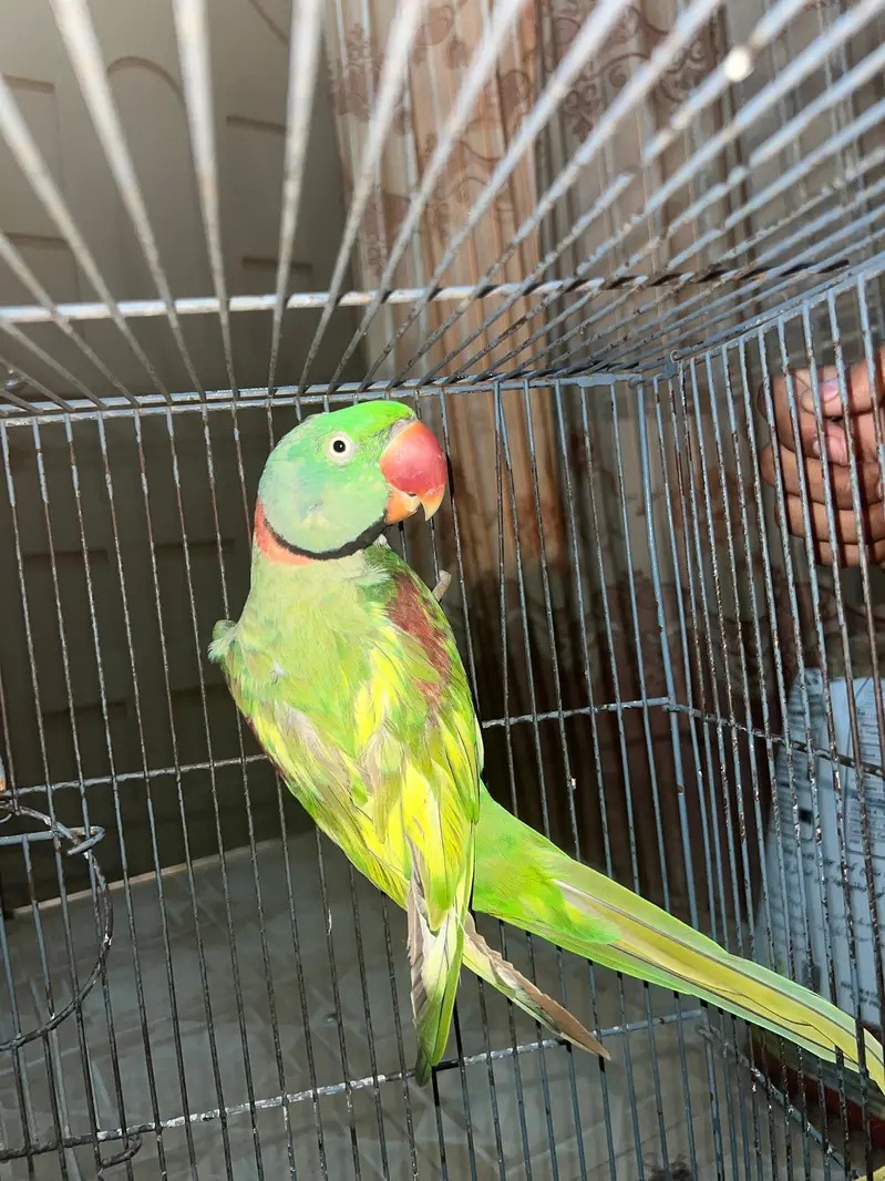Pair of Alexandrine Parakeet — photo 5