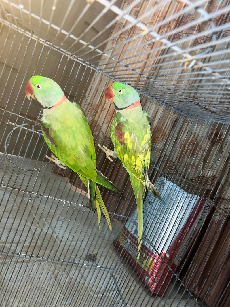 Pair of Alexandrine Parakeet — photo 6
