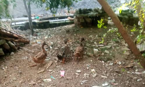 Mascovy & Khake Cambple pairs