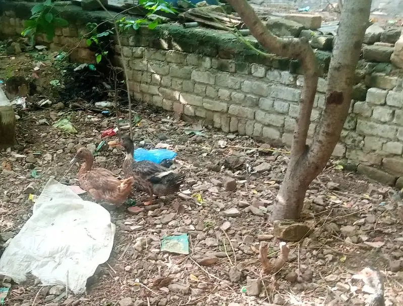 Mascovy & Khake Cambple pairs — photo 2