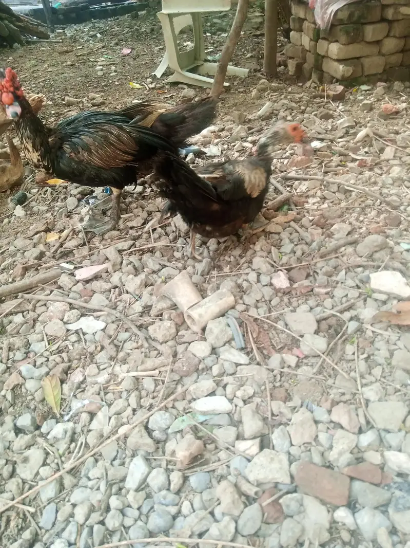 Mascovy & Khake Cambple pairs — photo 4