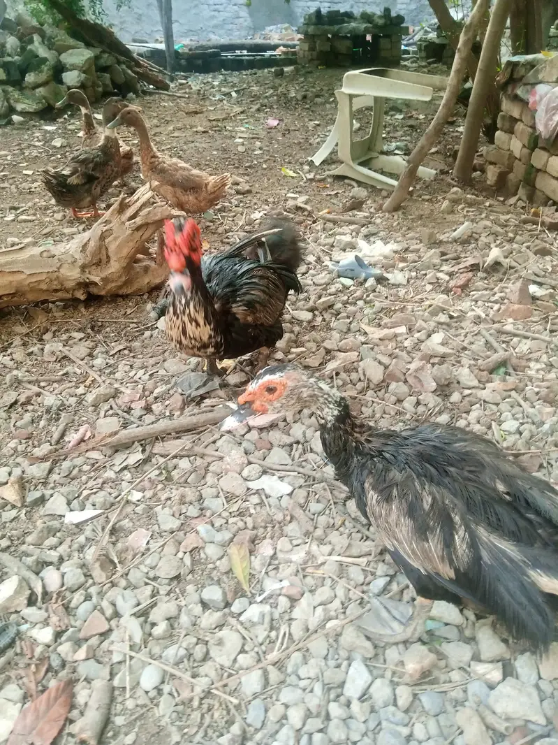Mascovy & Khake Cambple pairs — photo 5