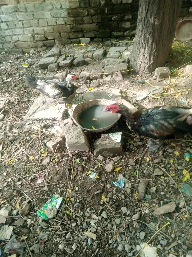 Mascovy & Khake Cambple pairs — photo 6