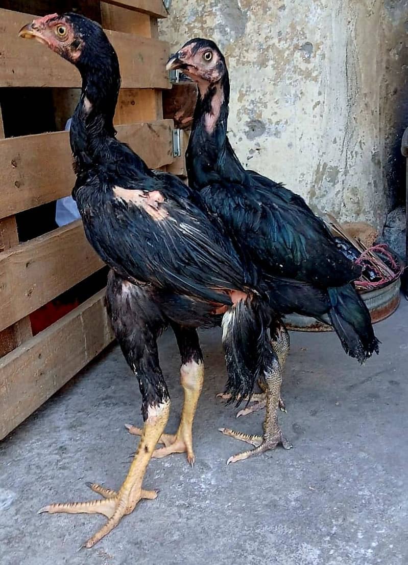 mushka pair 0