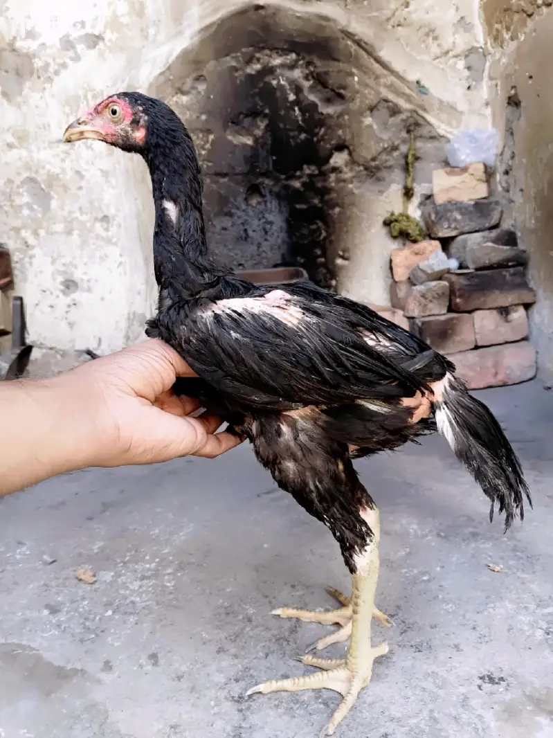 mushka pair — photo 4