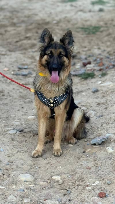 German shepherd Male Dog