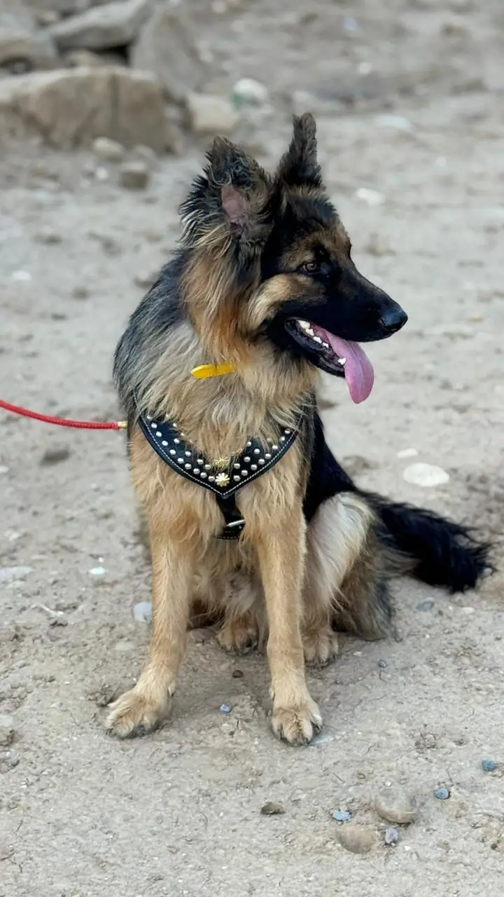 German shepherd Male Dog — photo 2