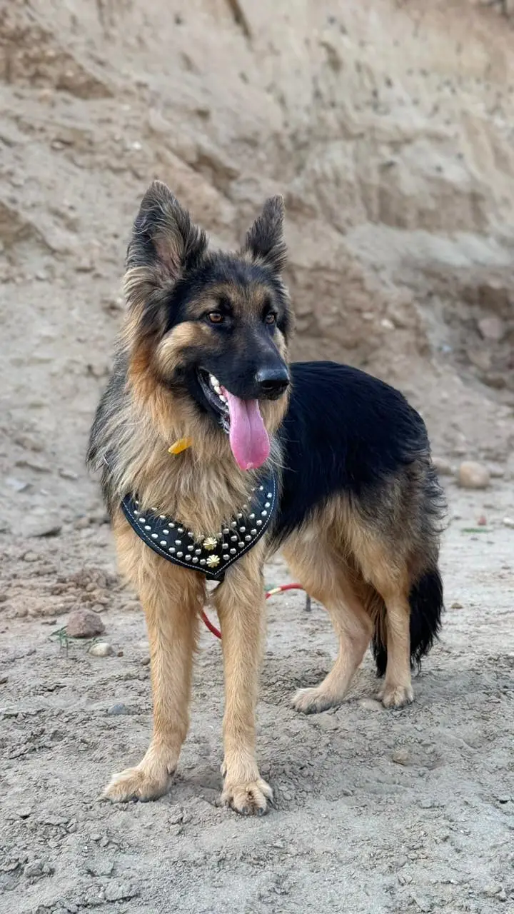 German shepherd Male Dog — photo 5