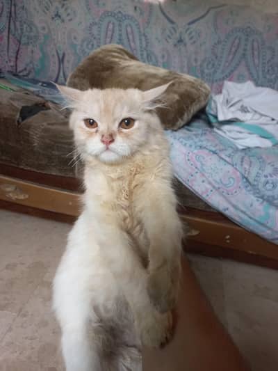 2 Cats Pair 