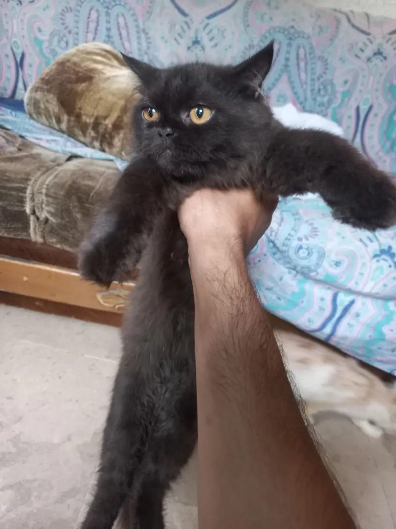 2 Cats Pair  — photo 3