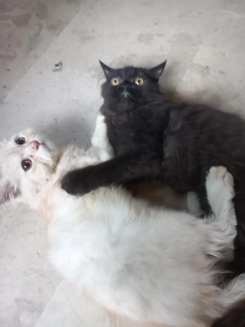2 Cats Pair  — photo 4