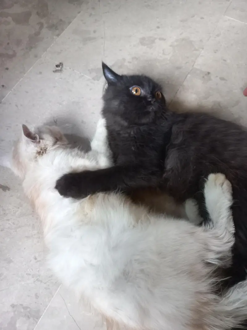 2 Cats Pair  — photo 5
