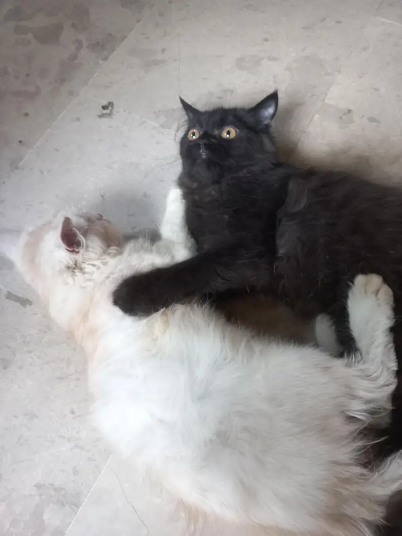 2 Cats Pair  — photo 6