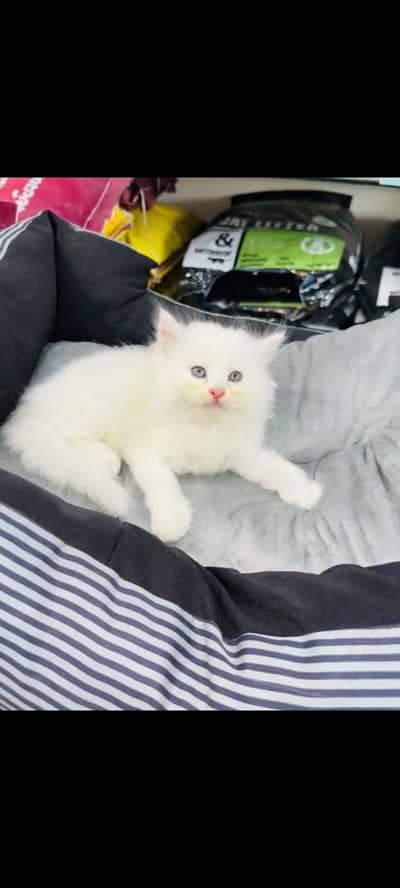 persian cat for sale