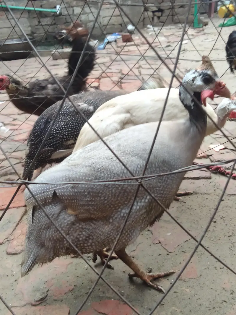 charkor for sale — photo 5